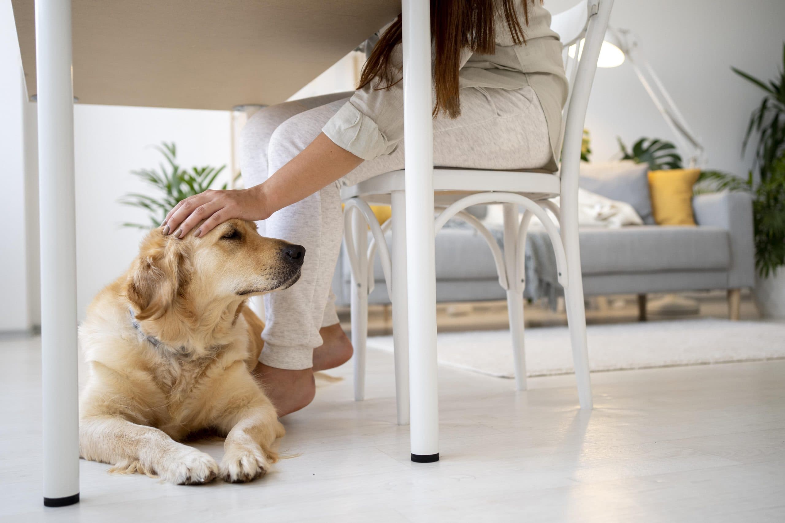 Pets in Dubai Rentals: A Landlord’s Risk vs Reward Analysis